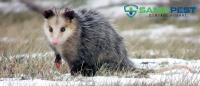 Sams Possum Removal Hobart image 10